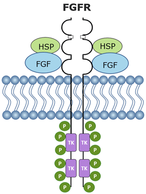 Структура и схема активации рецепторов семейства FGFR