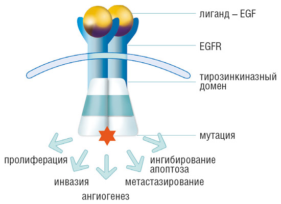 EGFR – трансмембранный рецептор, активирующийся при связывании с эпидермальным фактором роста