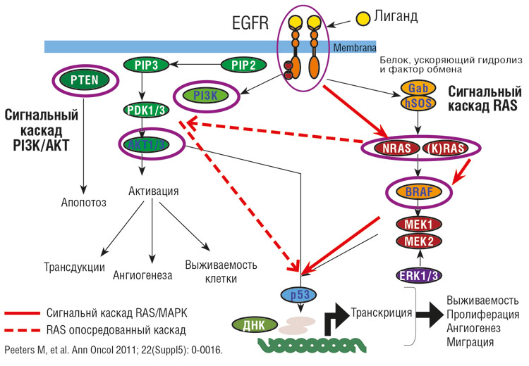 Роль белка RAS в сигнальном пути EGFR